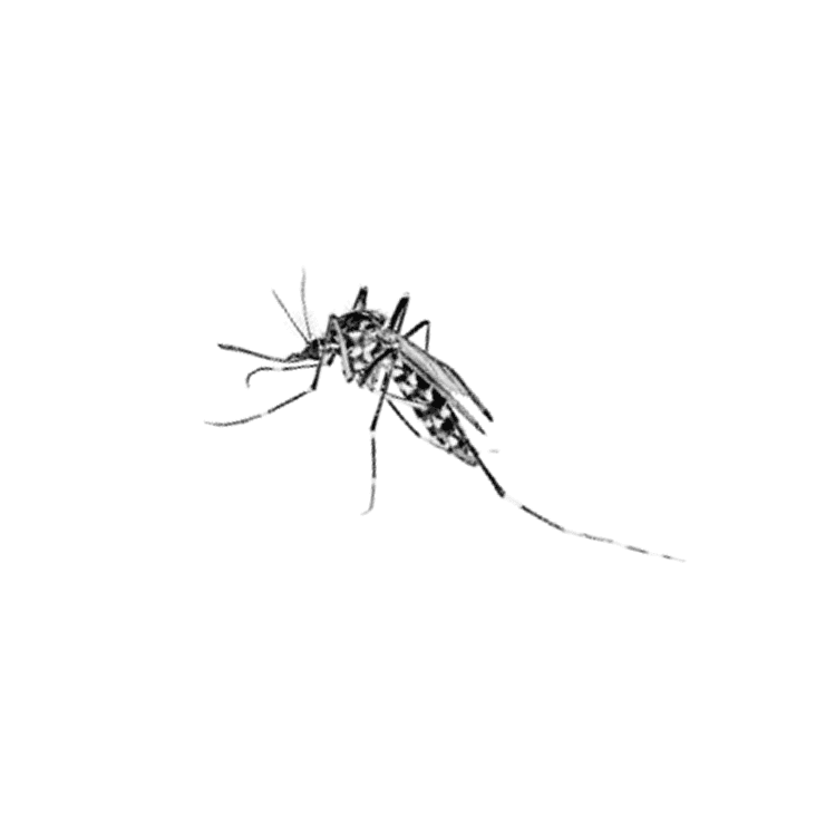 Asian tiger mosquito