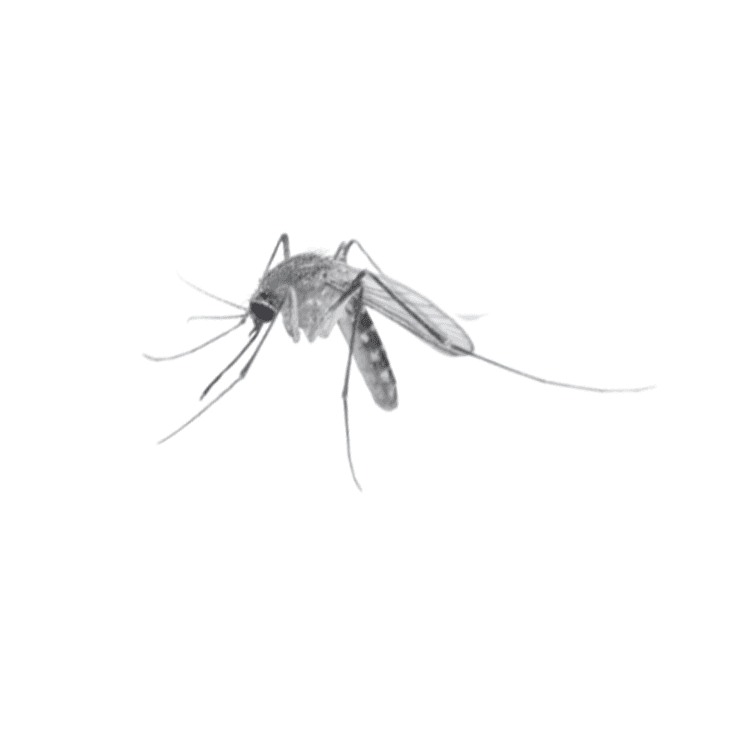 Eastern treehole mosquito