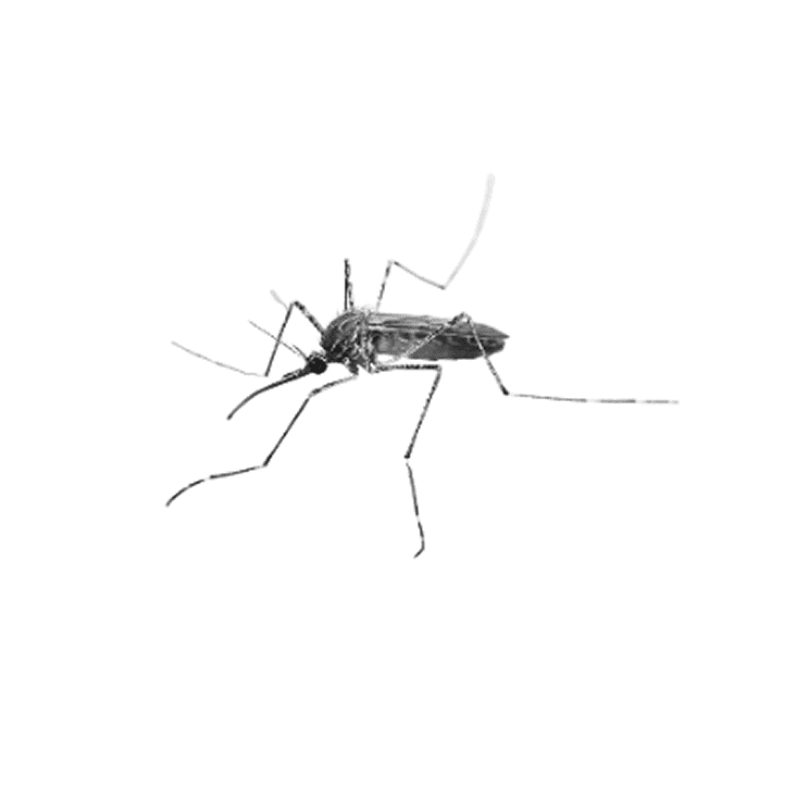 Southern house mosquito