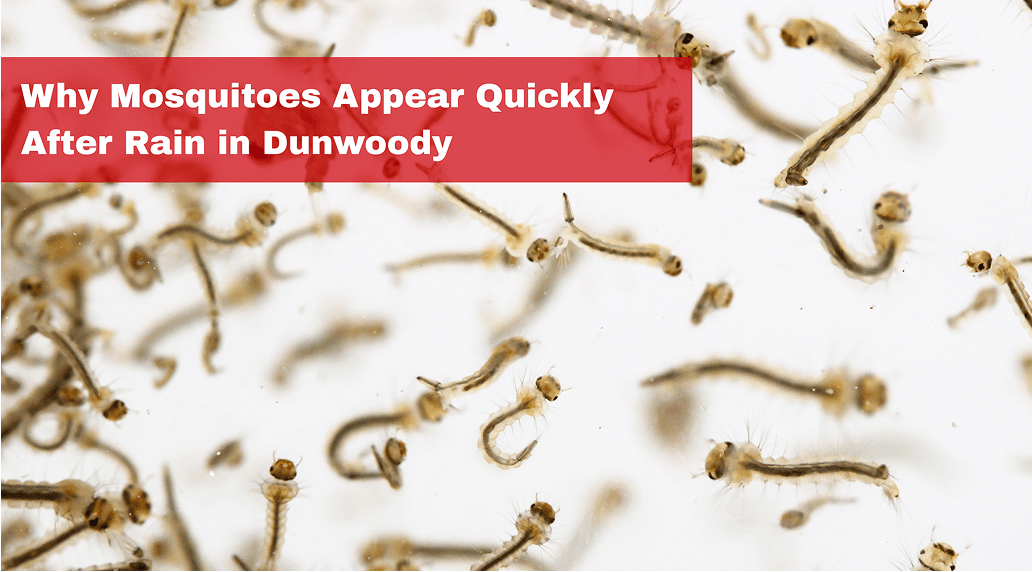 Why Mosquito Activity Increases After Rain in Dunwoody, GA