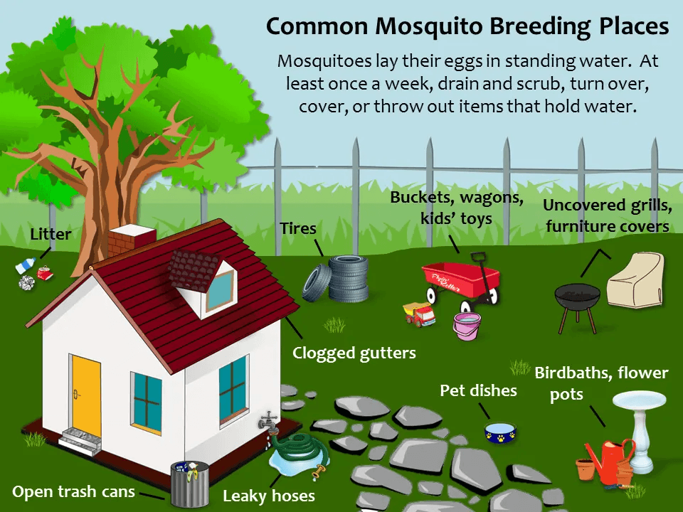 Common mosquito breeding places