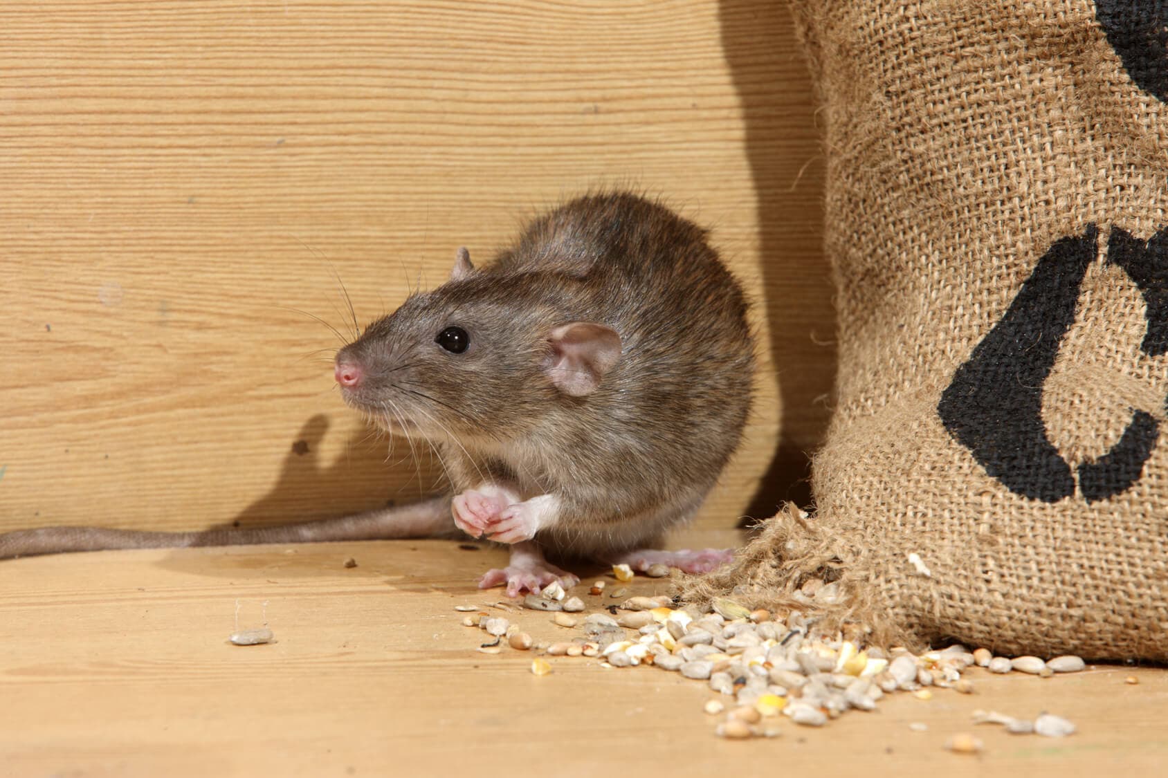 Rodents-damage rodent control services Sandy Springs