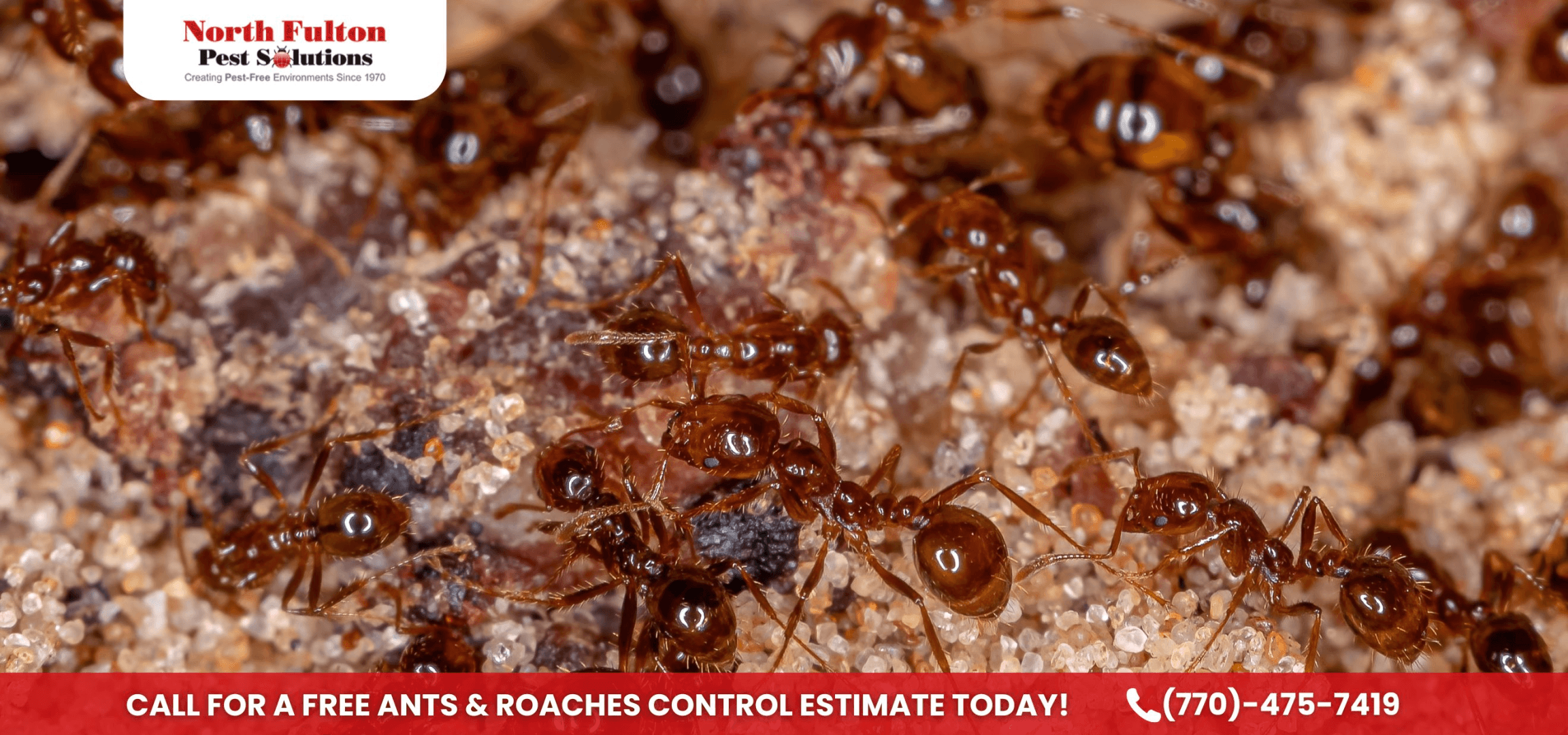 Ants and Roaches Control