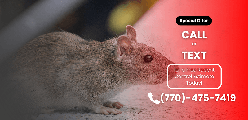 Rodent droppings and gnawed wires in an attic-common signs of a rat or mouse infestation in Atlanta homes.