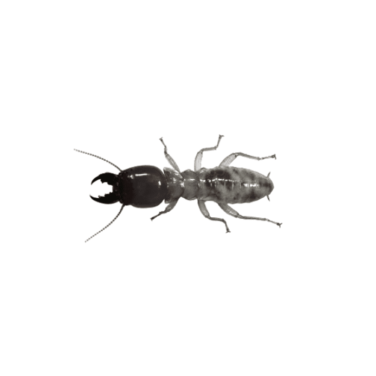 Dampwood termite