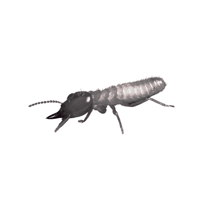 Drywood termite