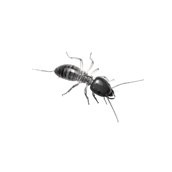 Formosan termite