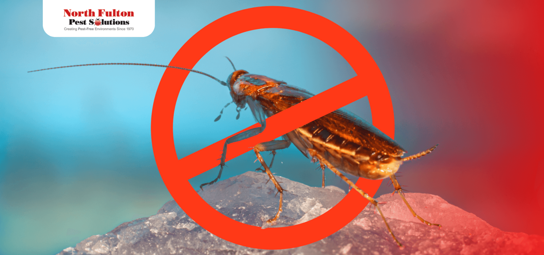 No Mosquito allowed