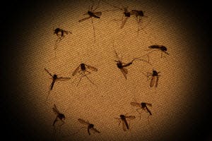 mosquito population control