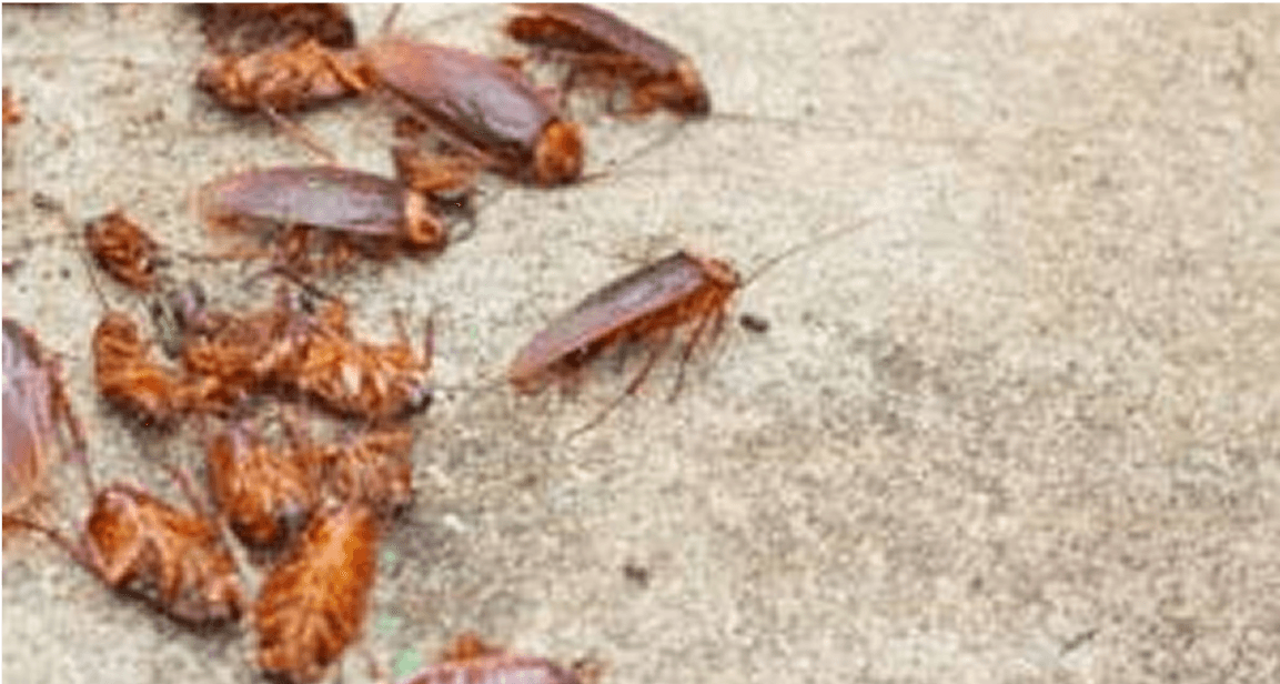 Pest Control