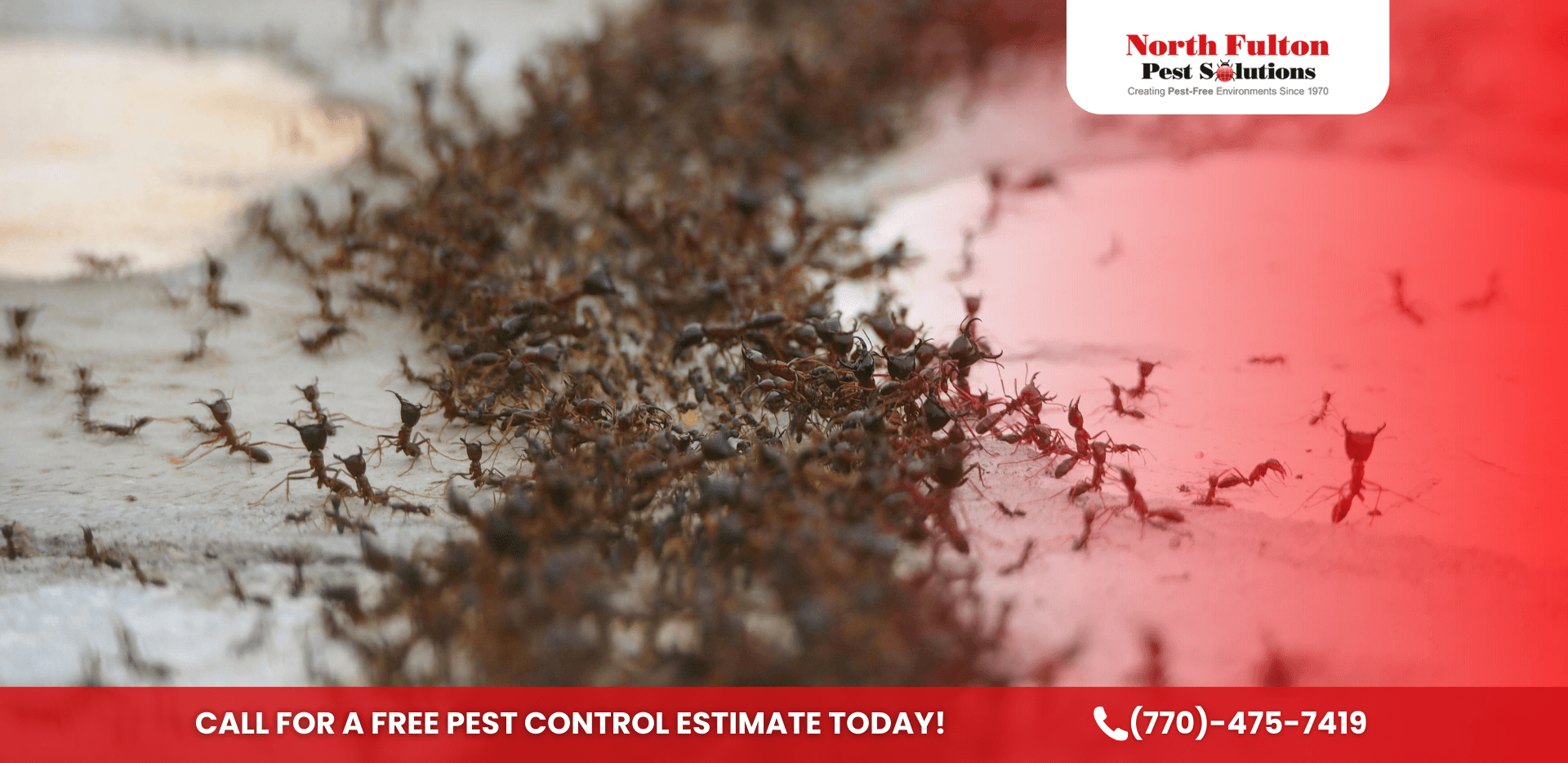 Metro Atlanta Pest Control Guide: What Homeowners in Atlanta Should Know