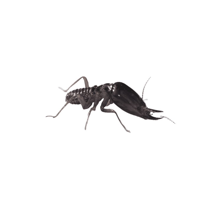Reticulitermes flavipes