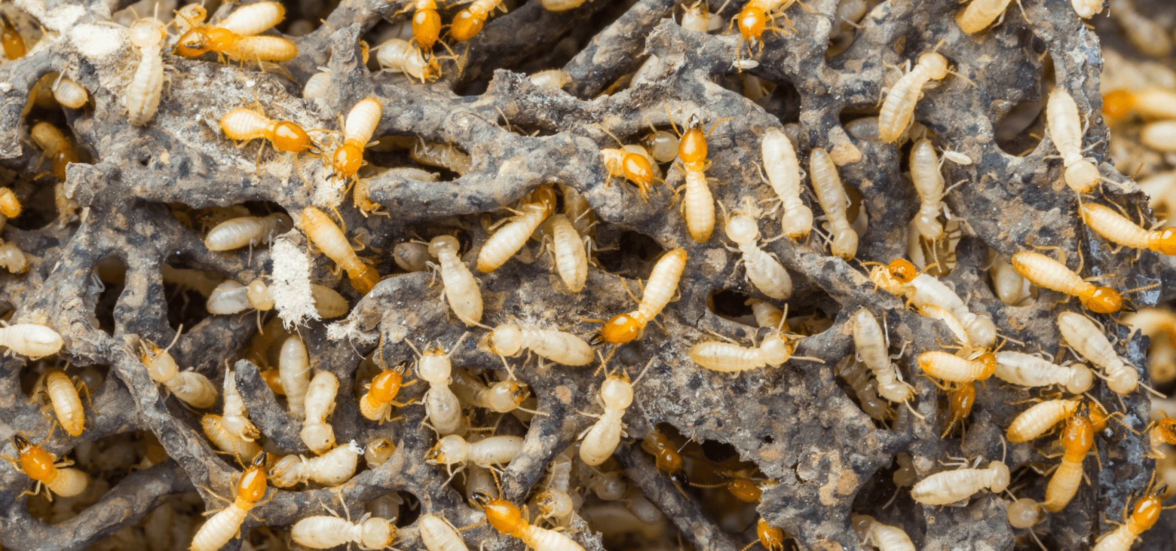 Termite Control in Dunwoody