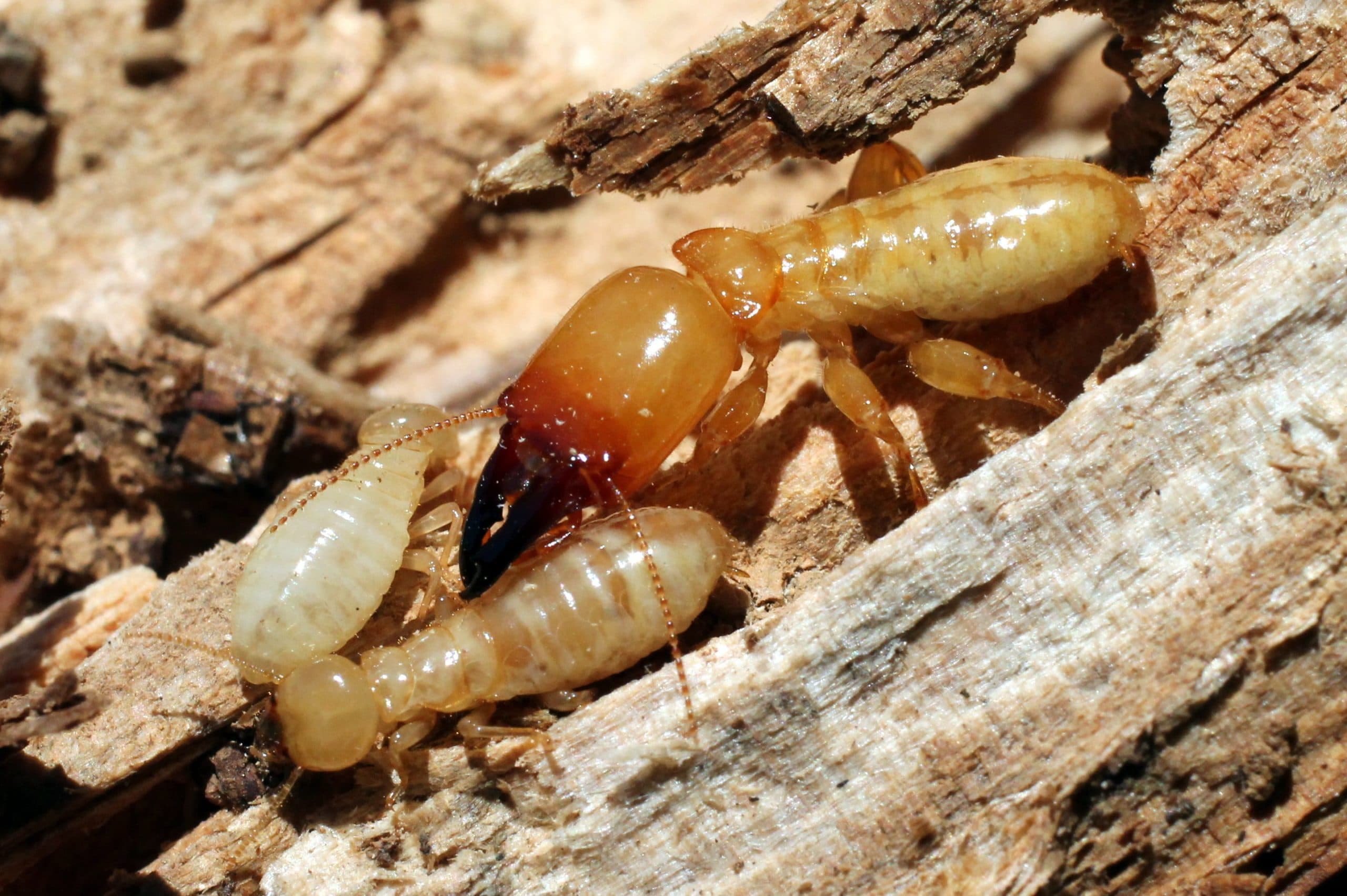 termite inspections termite inspections North Fulton