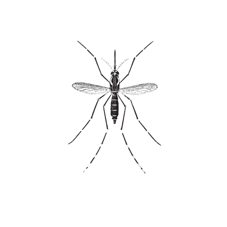 Yellow fever mosquito
