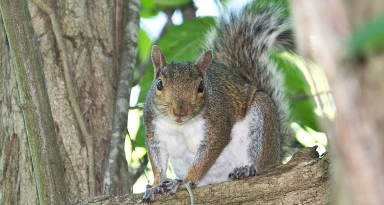 Flying Squirrel Control & Treatments in Atlanta GA
